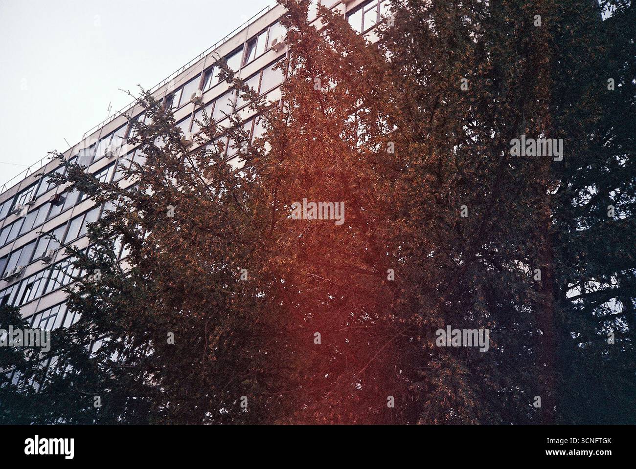 Archivio analogico documentario Photo Dairy Foto Stock