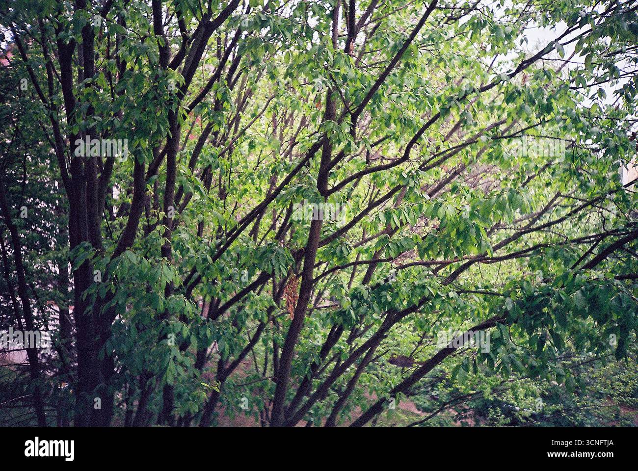 Vista da un edificio residenziale che si affaccia sugli alberi e sul verde che circonda la struttura. Un momento urbano tranquillo, la convivenza tra città e natura. Foto Stock