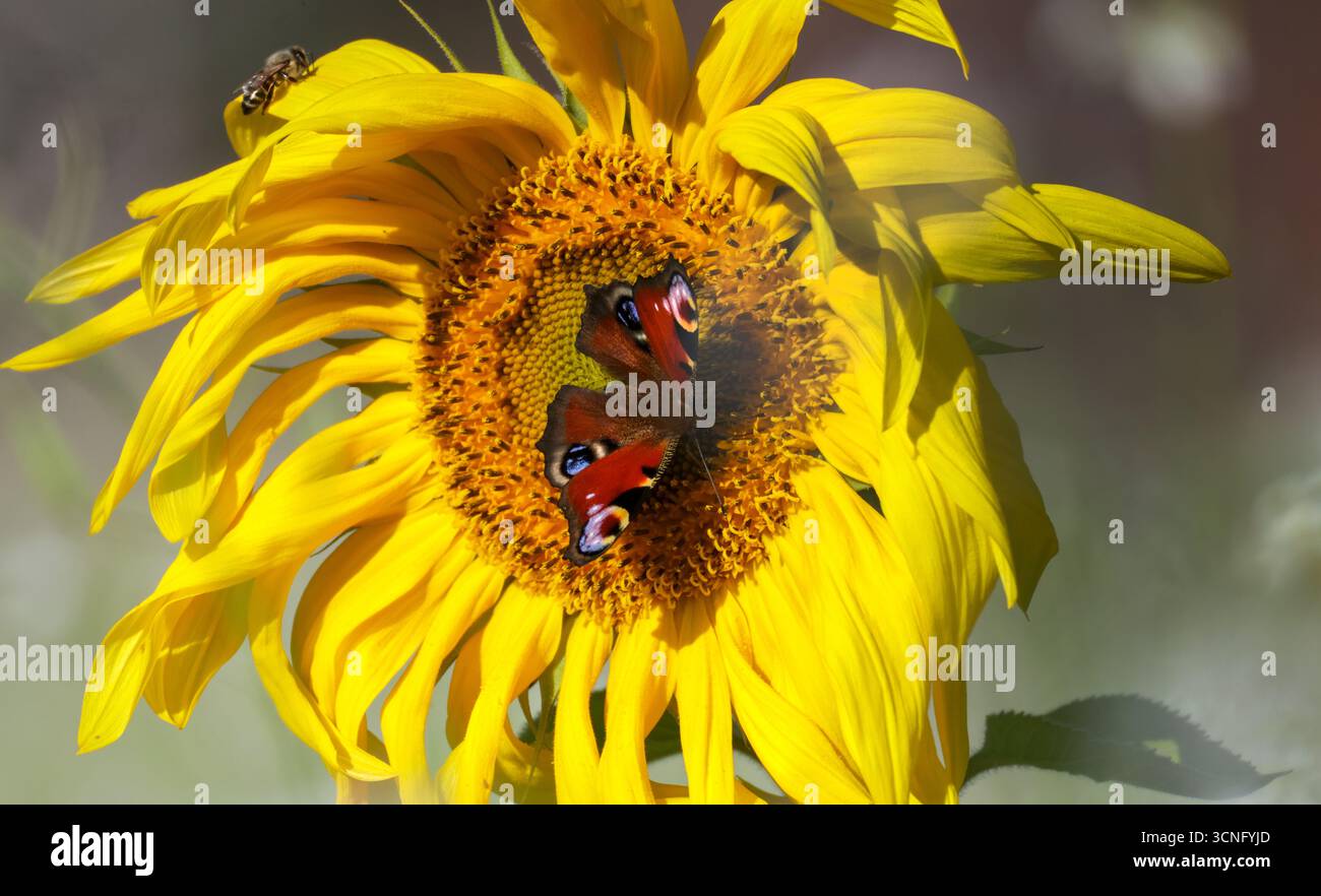 Langenenslingen, Germania. 21 settembre 2025. Una farfalla di pavone e un'ape si siedono al sole su un girasole. Per l'inizio della settimana sono previste condizioni climatiche variabili e fredde. Crediti: Thomas Warnack/dpa/Alamy Live News Foto Stock