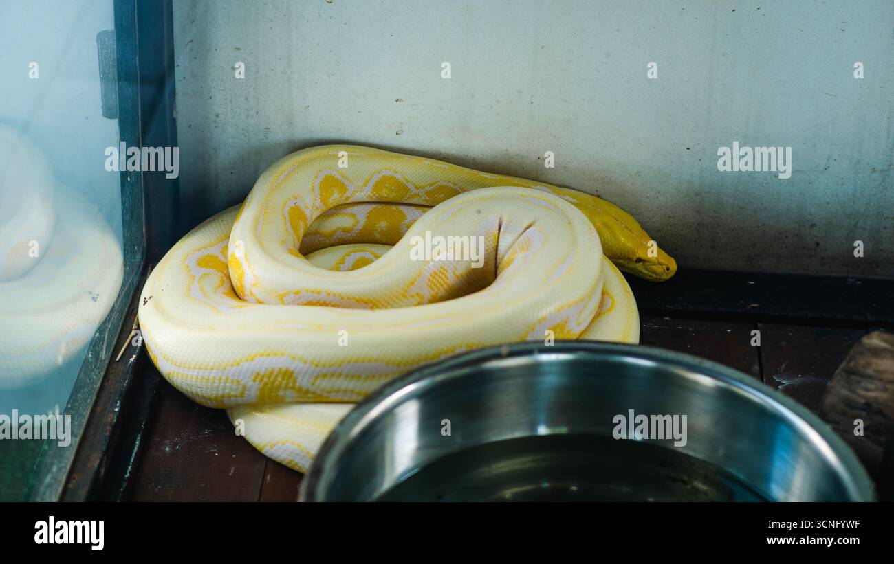 Un pitone birmano albino avvolto all'interno di un recinto di vetro, con scale gialle e bianche luminose. Foto Stock