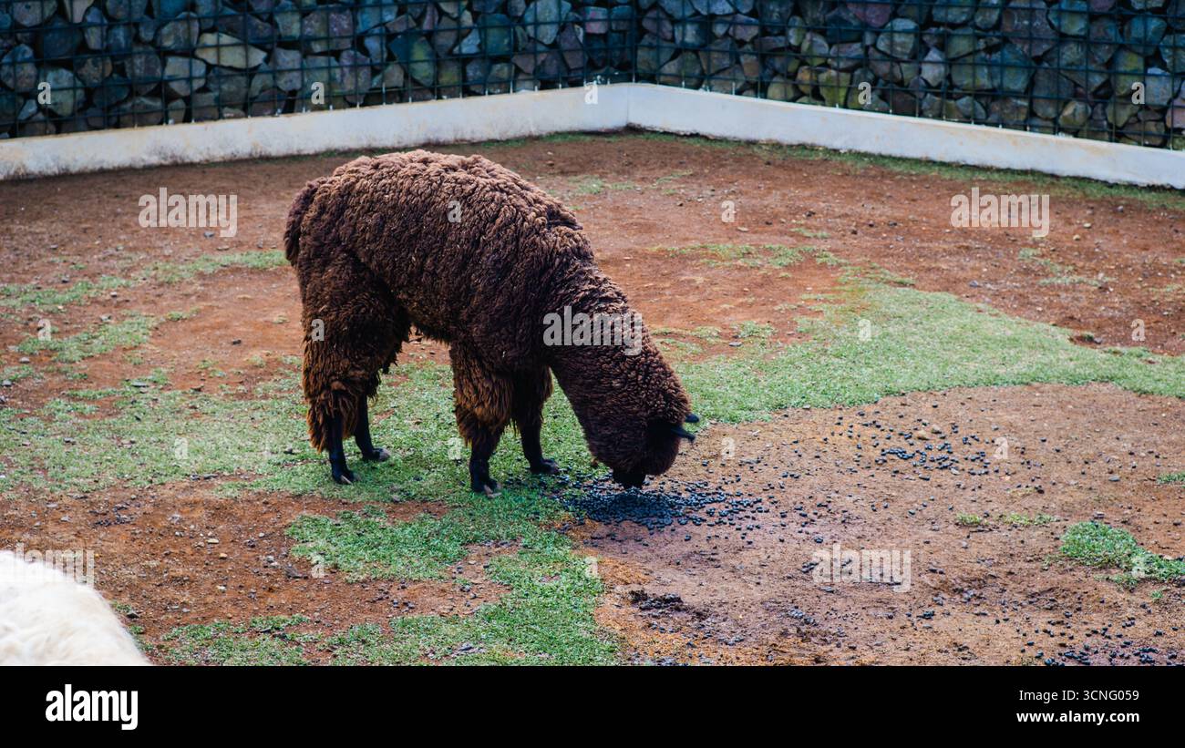Un alpaca marrone che pascolava a terra all'interno di un recinto dello zoo, con il suo spesso cappotto di lana. Foto Stock Un alpaca marrone che pascolava a terra all'interno di un recinto dello zoo, con il suo spesso cappotto di lana. Foto Stock
