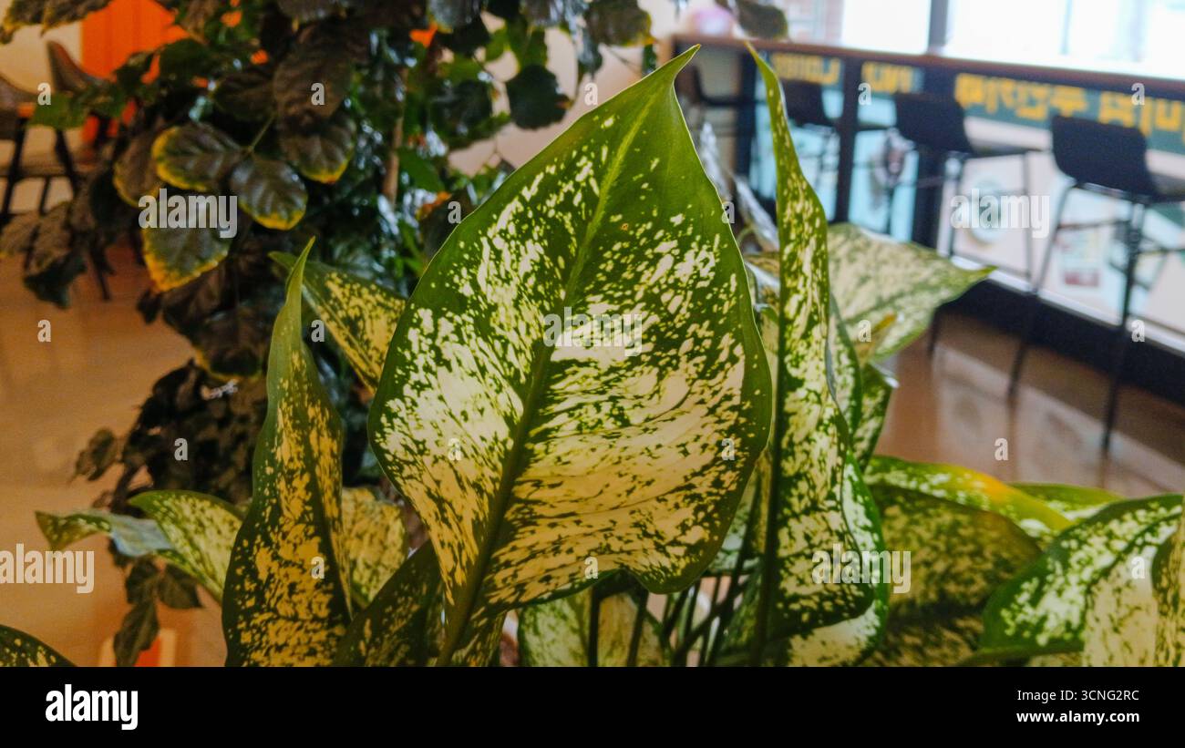Primo piano di vivaci foglie di dieffenbachia seguine Foto Stock