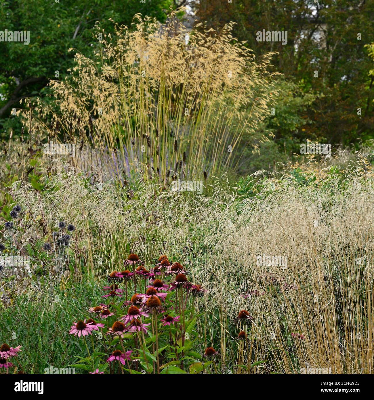 Foglie di fine estate e teste di semi di avena dorata decorativa, Stipa gigantea e ciuffo di erba Deschampsia cespitosa ed echinacea UK Garden settembre Foto Stock