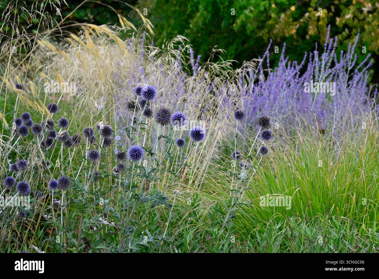 Piantagioni miste che includono fiori estivi blu di salvia russa, echinops della "piccola guglia" di Perovskia e erbe ornamentali nel giardino del Regno Unito di settembre Foto Stock