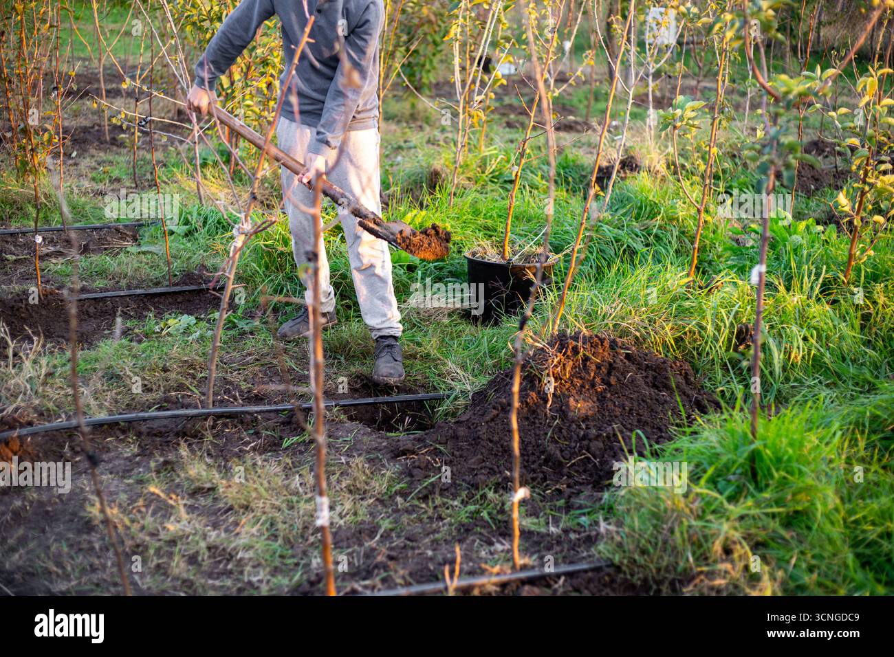 Un agricoltore pianta con cura le piante giovani utilizzando l'irrigazione a goccia per innaffiare in modo efficiente. Foto Stock Un agricoltore pianta con cura le piante giovani utilizzando l'irrigazione a goccia per innaffiare in modo efficiente. Foto Stock