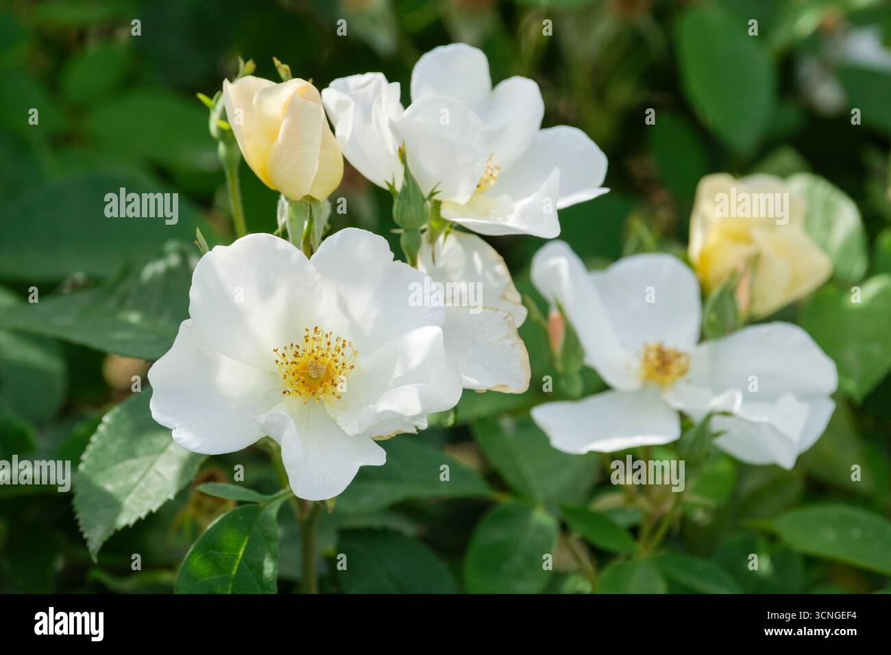 Rosa Kew Gardens, Rose Kew Gardens, piccoli fiori bianchi e cremosi Foto Stock
