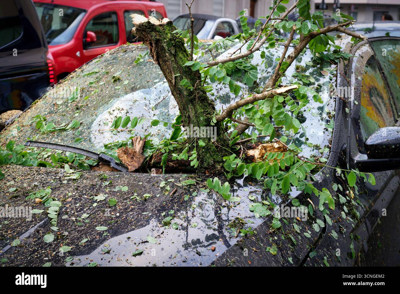 Un ramo di un albero di locuste nere caduto ha perforato il parabrezza di un'auto dopo una grave tempesta Foto Stock