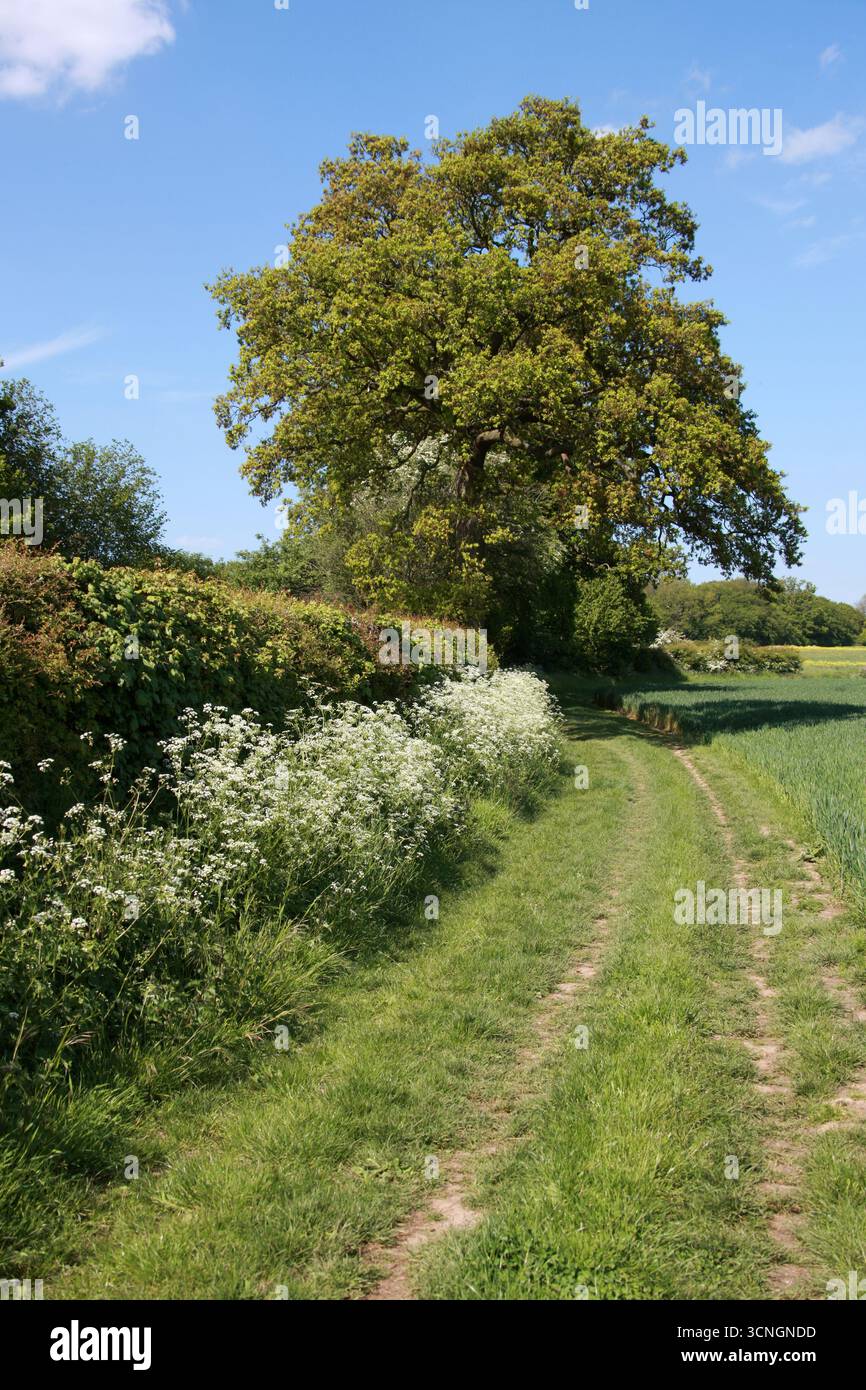 Country Lane con Cow Parsley e Oak Tree, Redbourne, Hertfordshire, Regno Unito. Foto Stock