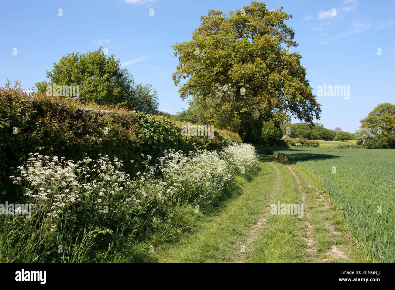 Country Lane con Cow Parsley e Oak Tree, Redbourne, Hertfordshire, Regno Unito. Foto Stock