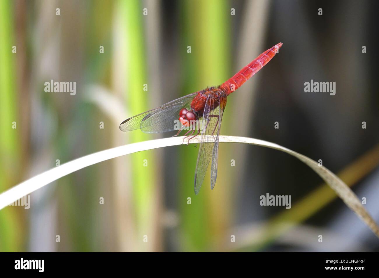 Scarlet Dragonfly, estate, Germania Foto Stock