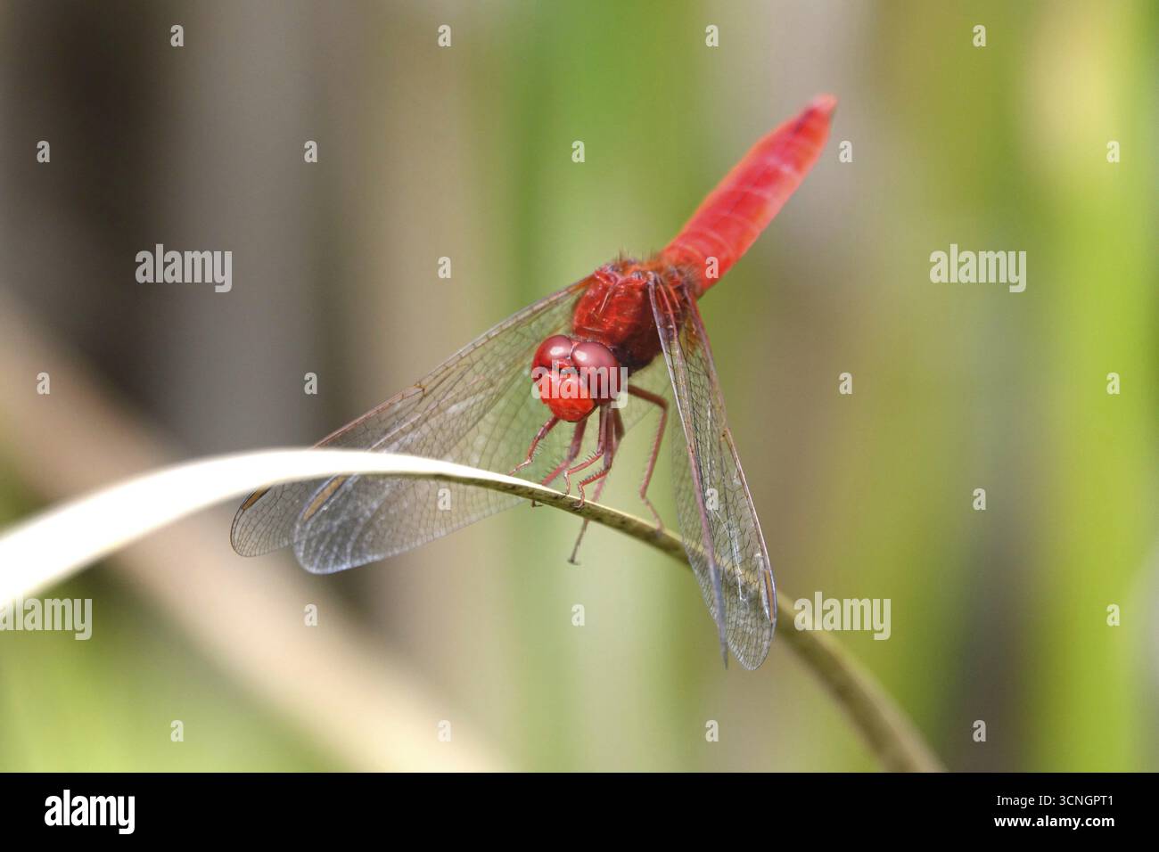 Scarlet Dragonfly, estate, Germania Foto Stock