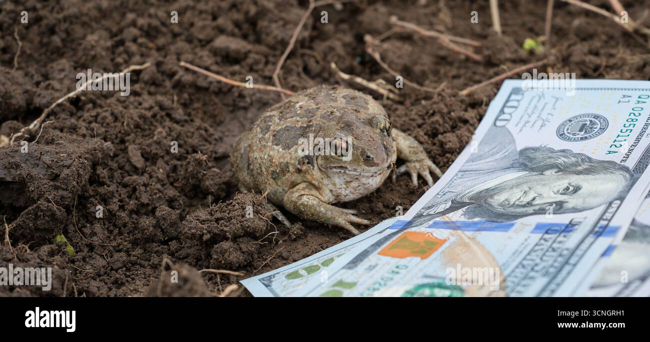 Soldi Frog attira dollari. Rich Frog sul suolo nero. Il rospo europeo seduto su Black Dirt vicino a un mucchio di dollari. Foto Stock