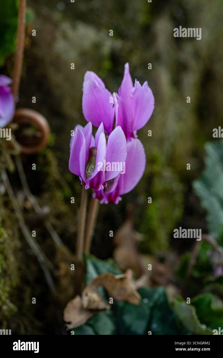 Delizioso Hederifolium ciclamino, ciclamino lievitato di edera, fiorito tra rocce coperte di muschio. Ritratto naturale di piante in fiore da vicino. Adorabile, Luminous Foto Stock