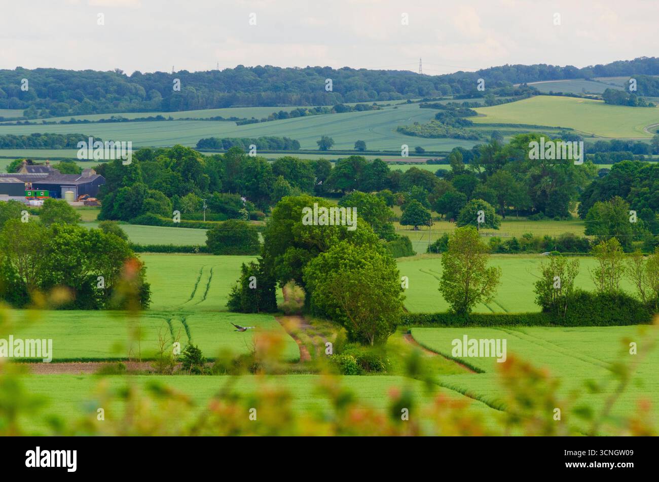Paesaggio bucolico estivo di terreni agricoli nel Bedfordshire orientale, Inghilterra, Regno Unito Foto Stock