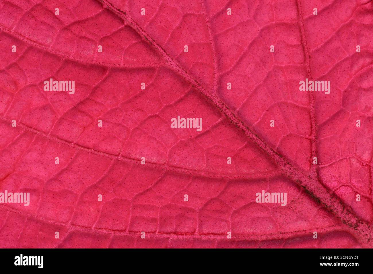 Primo piano sul retro di una foglia rosa brillante di una pianta di Coleus Foto Stock