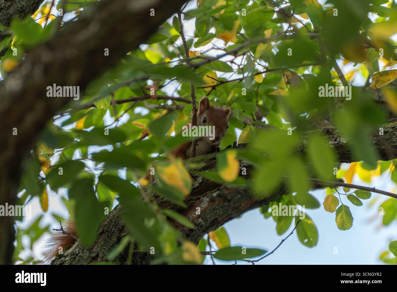 Uno scoiattolo guarda la telecamera con gli occhi ampi. Foglie verdi e gialle circondano il suo apice. Foto Stock