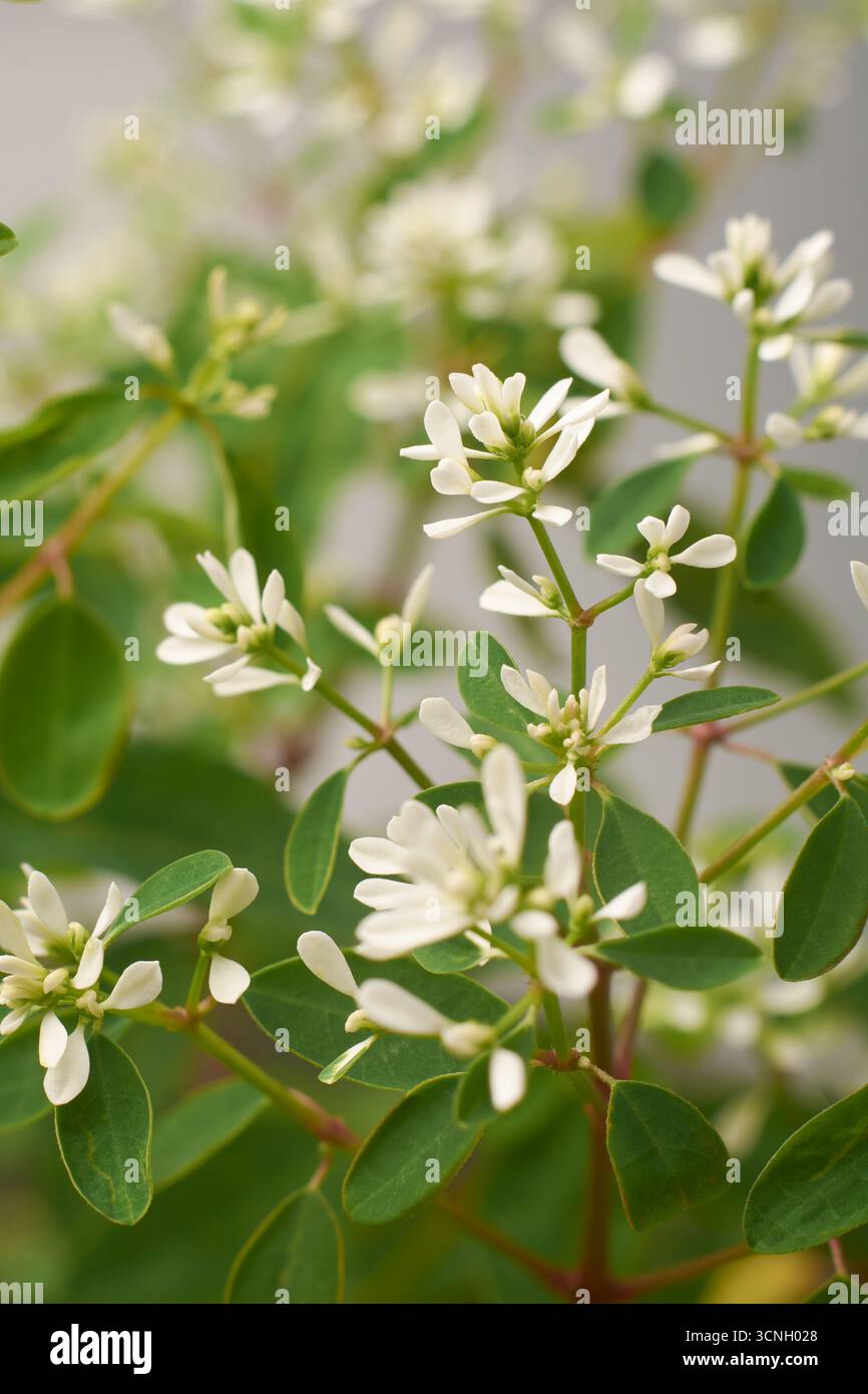 primo piano di fiori hip hop di euforbia, piccoli fiori bianchi ornamentali con le sue foglie, messa a fuoco morbida con sfondo sfocato Foto Stock
