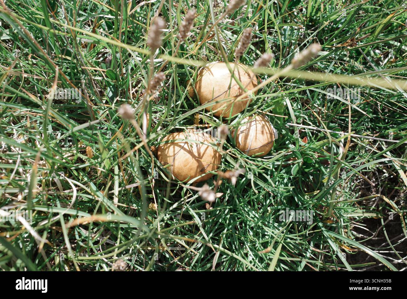 Piccoli funghi marroni accoccolati tra erba verde alta. Foto Stock