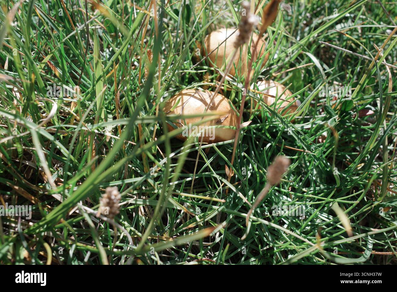 Piccoli funghi marroni accoccolati tra erba verde alta. Foto Stock