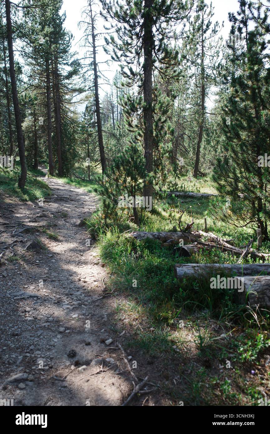 Un sentiero si snoda attraverso una foresta nel Parco Nazionale Svizzero. La scena è piena di alti alberi di conifere, che gettano ombre attenuate sul terreno. Foto Stock