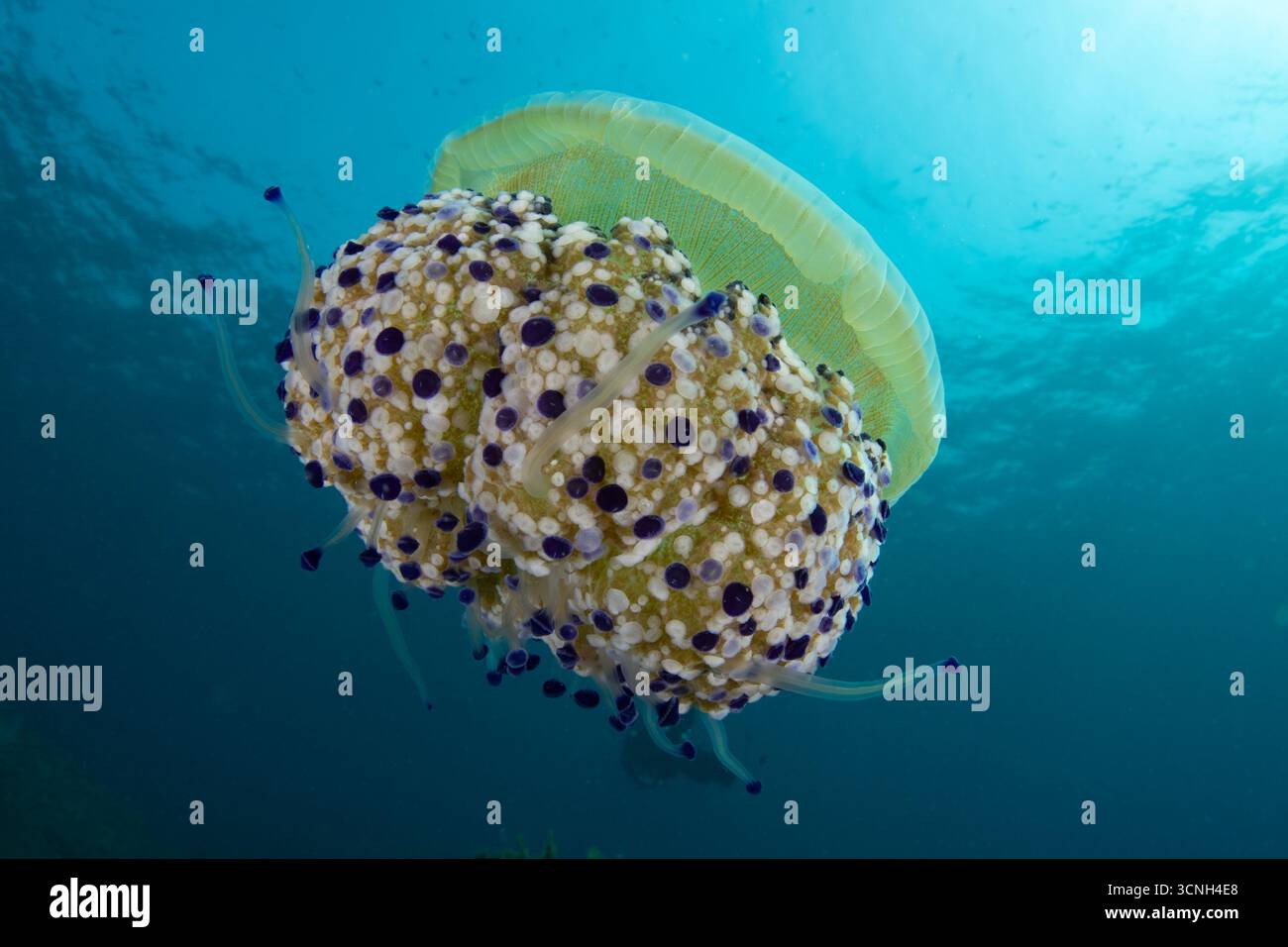 Meduse d'uovo fritte, gelatina mediterranea, Cotylorhiza tuberculata, Tarragona, Catalogna, Spagna Foto Stock