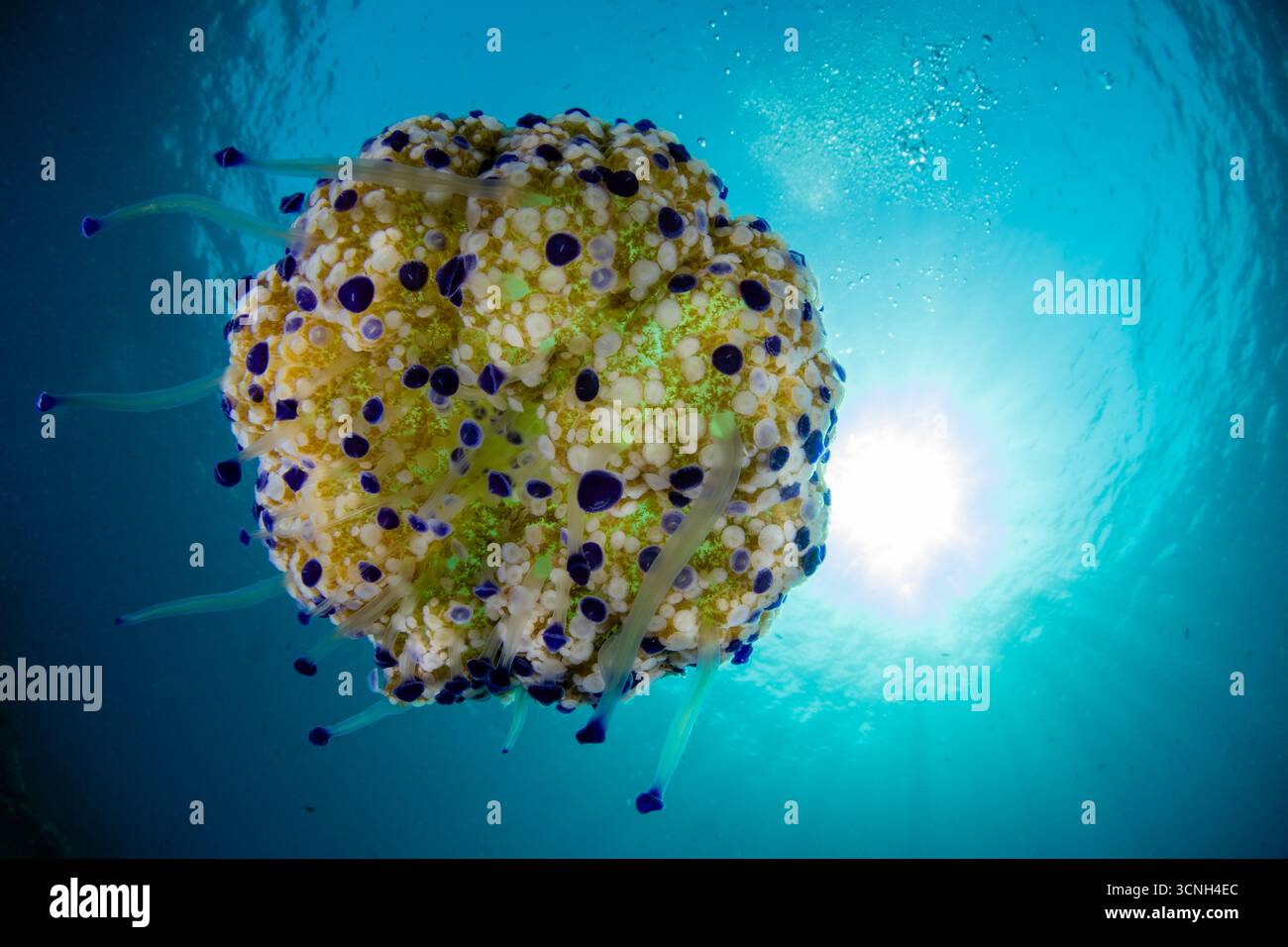 Meduse d'uovo fritte, gelatina mediterranea, Cotylorhiza tuberculata, Tarragona, Catalogna, Spagna Foto Stock