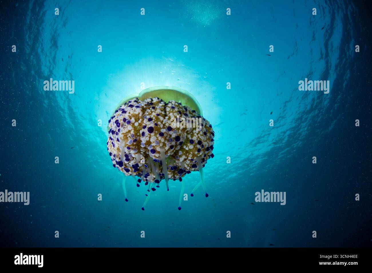Meduse d'uovo fritte, gelatina mediterranea, Cotylorhiza tuberculata, Tarragona, Catalogna, Spagna Foto Stock