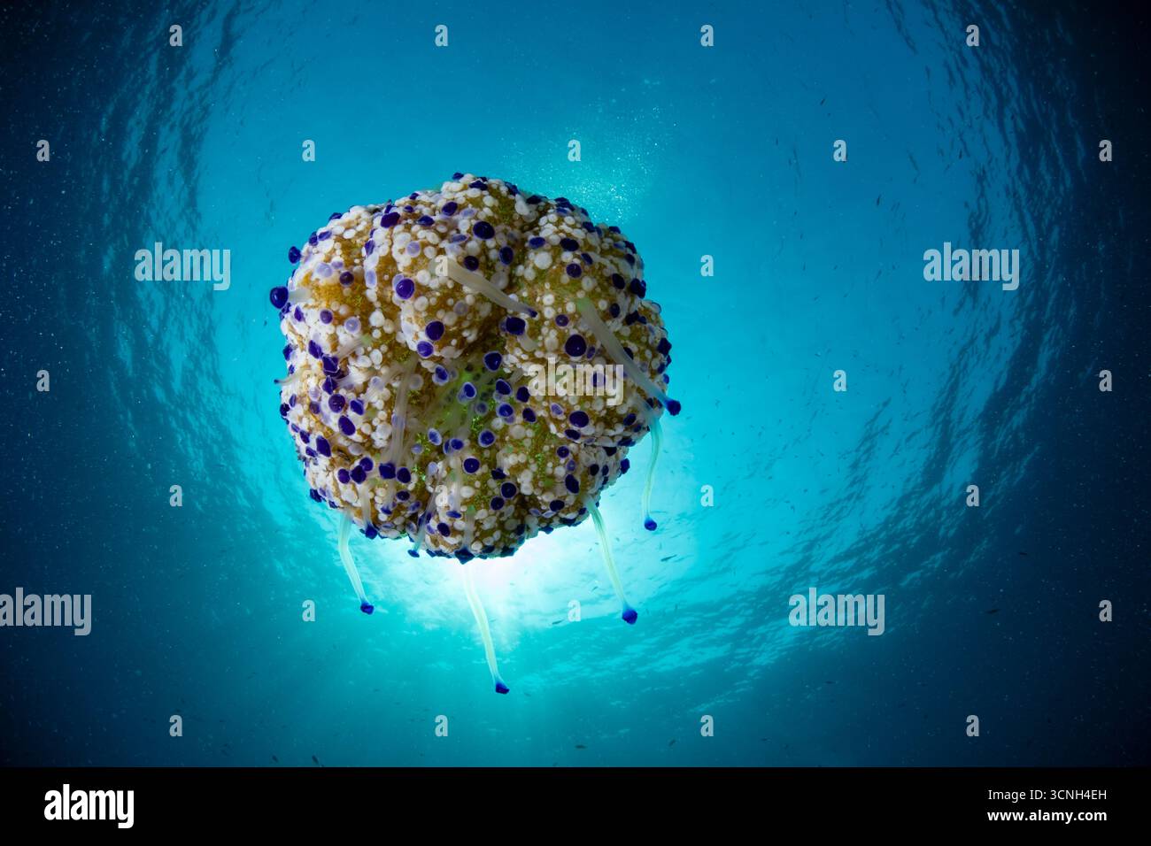 Meduse d'uovo fritte, gelatina mediterranea, Cotylorhiza tuberculata, Tarragona, Catalogna, Spagna Foto Stock