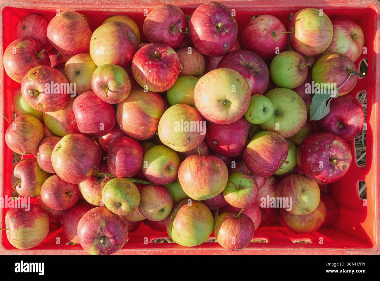 Mele biologiche fresche in un contenitore. Foto Stock
