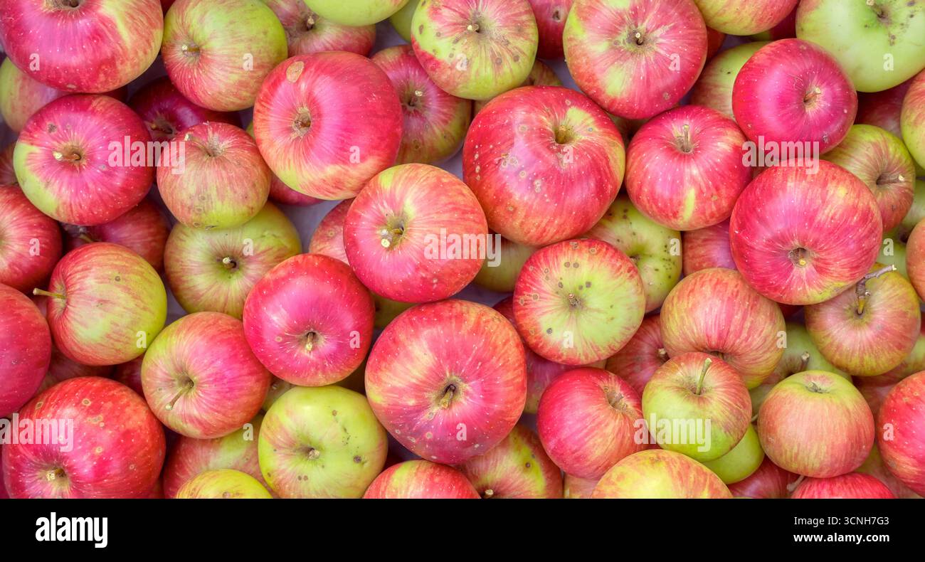 Foto di mele biologiche fresche. Foto Stock