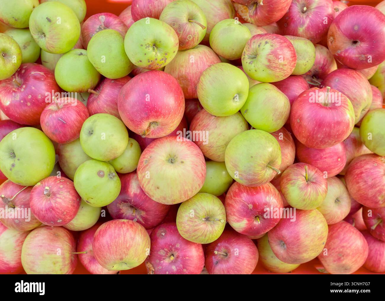 Foto di mele biologiche fresche. Foto Stock