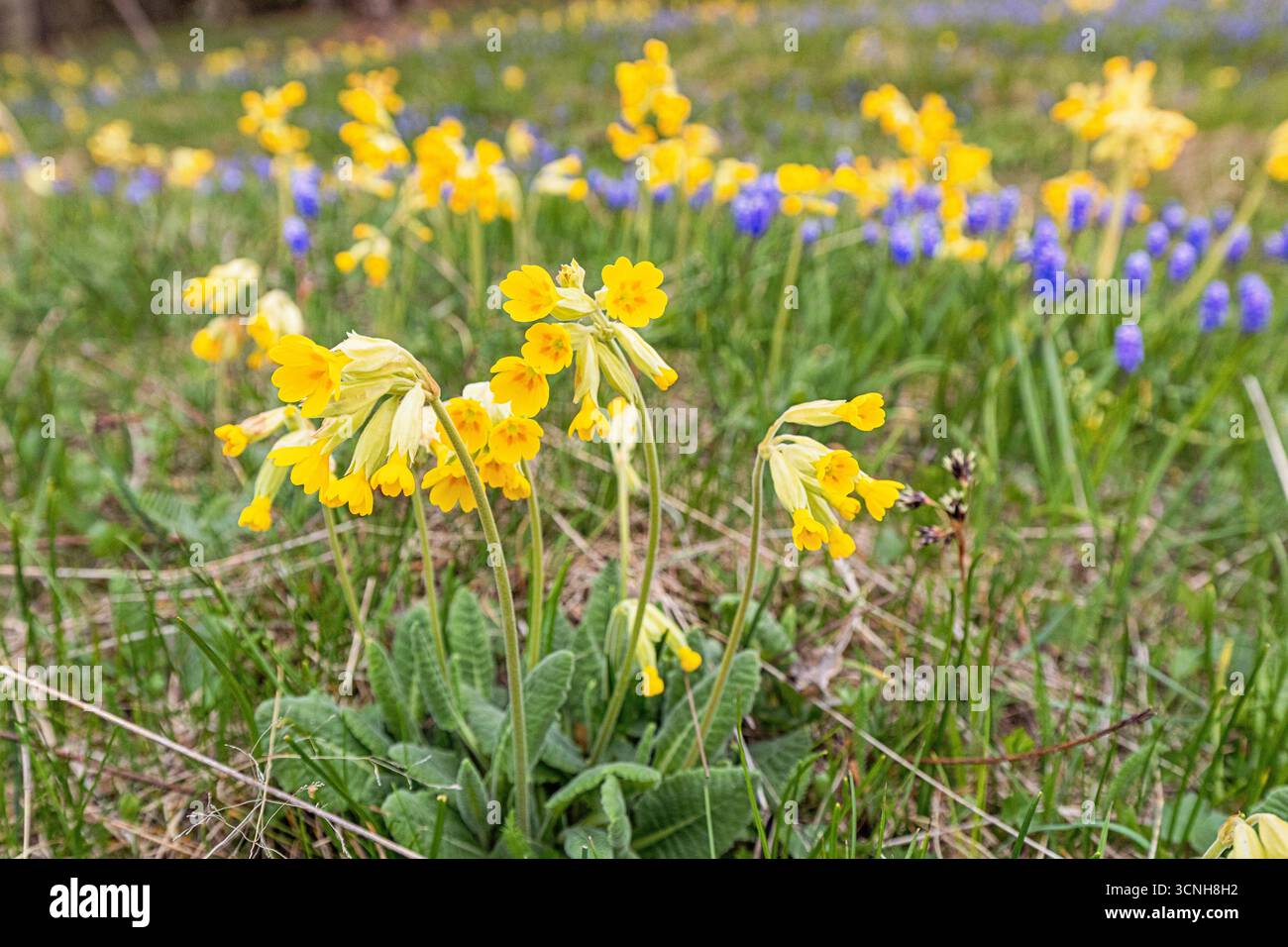 Fiori gialli in fiore in un prato primaverile, armoniosamente accompagnati da grappoli di giacinti d'uva blu e viola Foto Stock