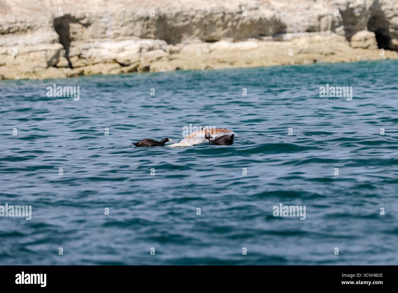 Fauna selvatica e turisti sulle rive di Puerto Madryn, Argentia Foto Stock