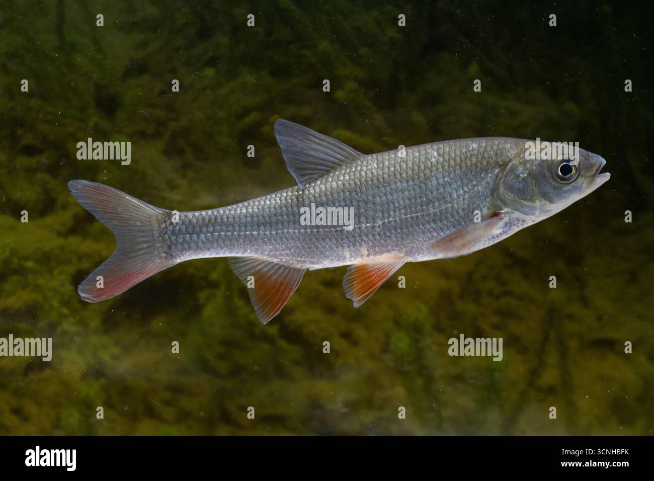 il pesce ide o il pesce selvatico da vicino Foto Stock