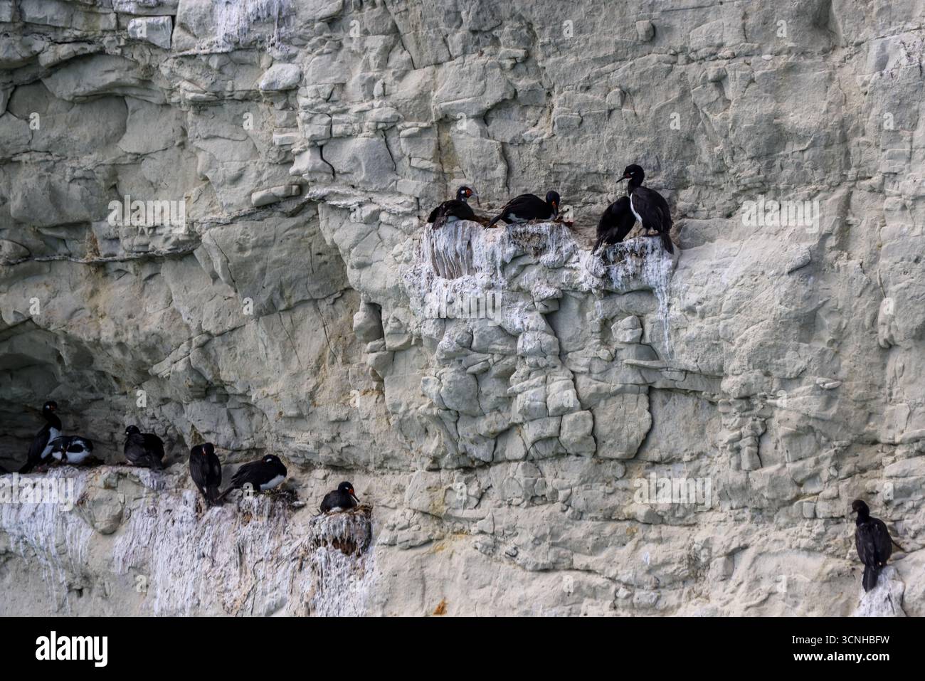 Un gruppo di cormorani dalle zampe rosse arroccati su una scogliera a strisce di guano lungo la costa della Patagonia, mostrando i loro caratteristici becchi e occhi rossi. Foto Stock