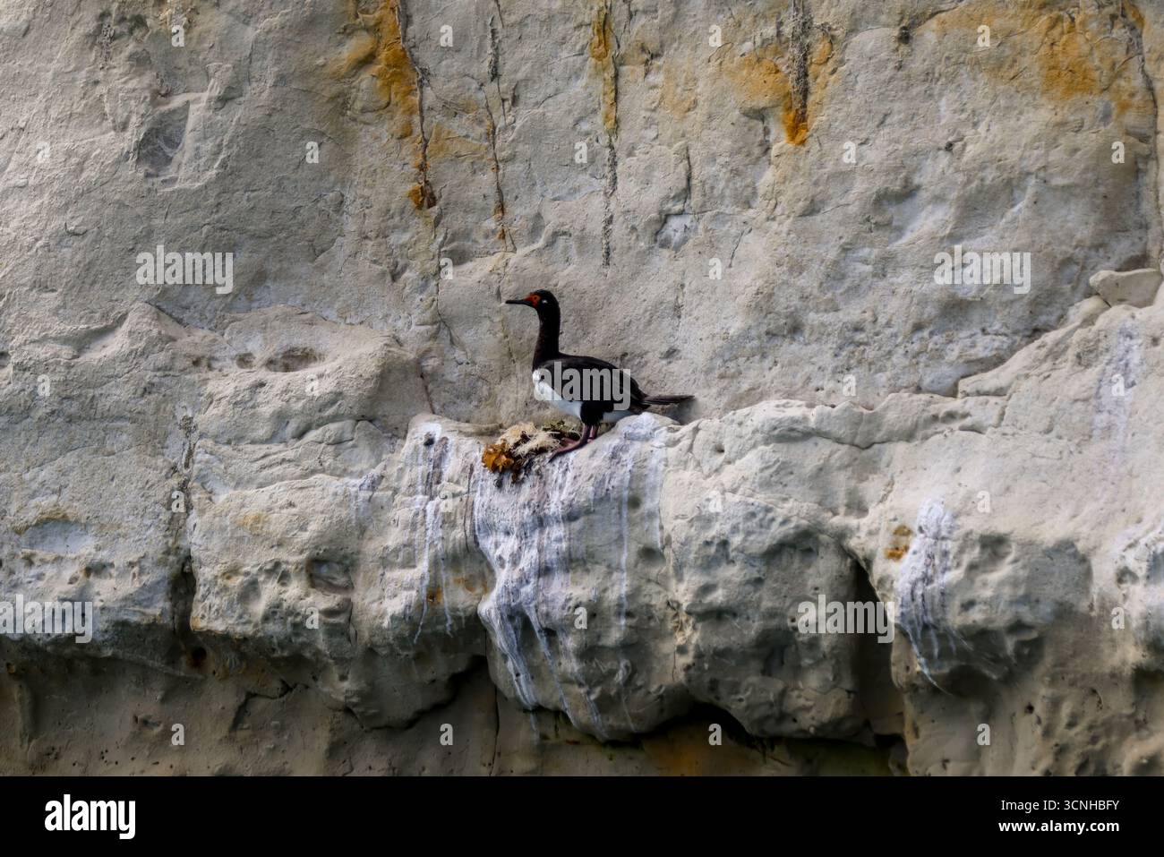 Un gruppo di cormorani dalle zampe rosse arroccati su una scogliera a strisce di guano lungo la costa della Patagonia, mostrando i loro caratteristici becchi e occhi rossi. Foto Stock
