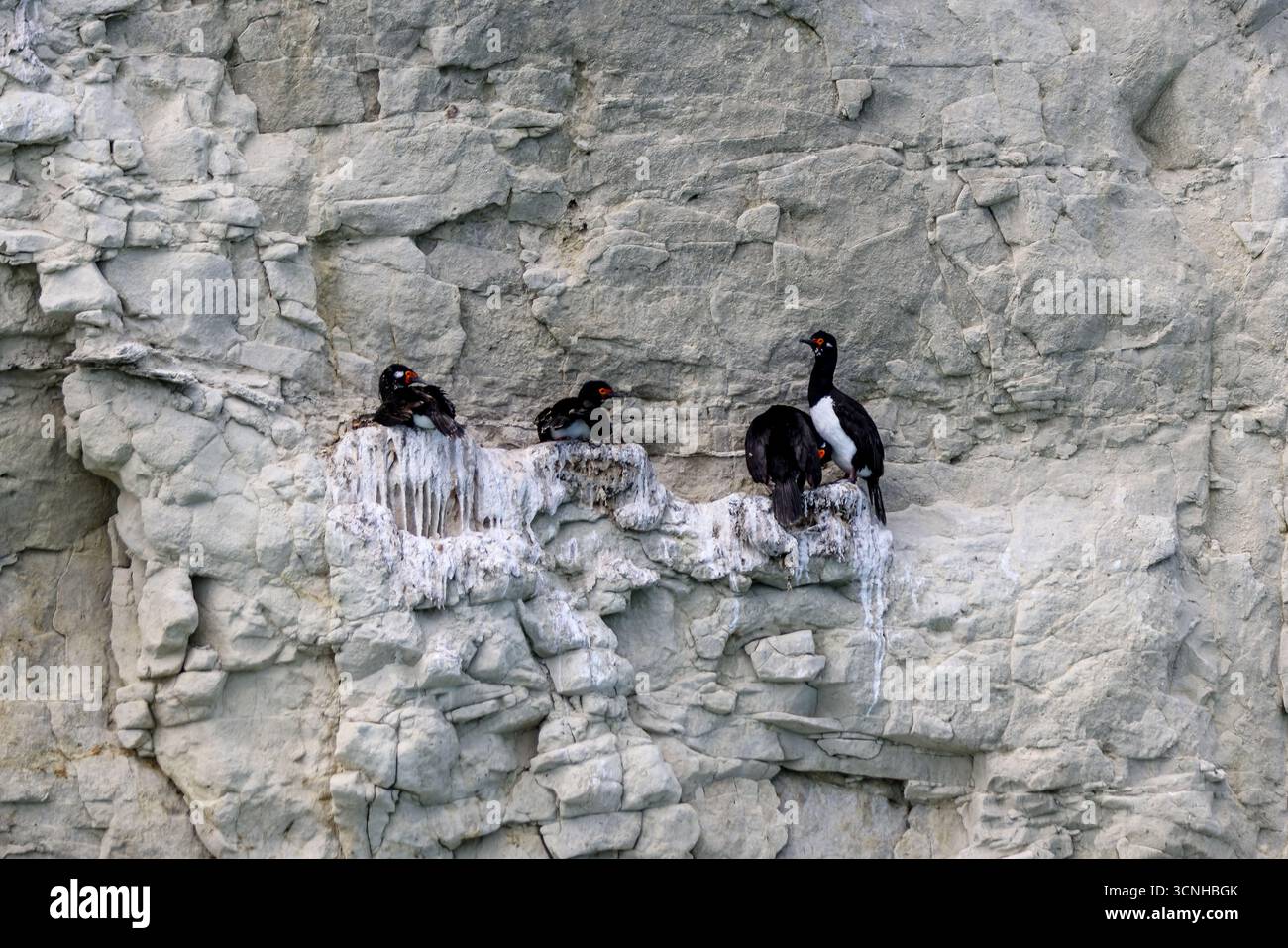 Un gruppo di cormorani dalle zampe rosse arroccati su una scogliera a strisce di guano lungo la costa della Patagonia, mostrando i loro caratteristici becchi e occhi rossi. Foto Stock