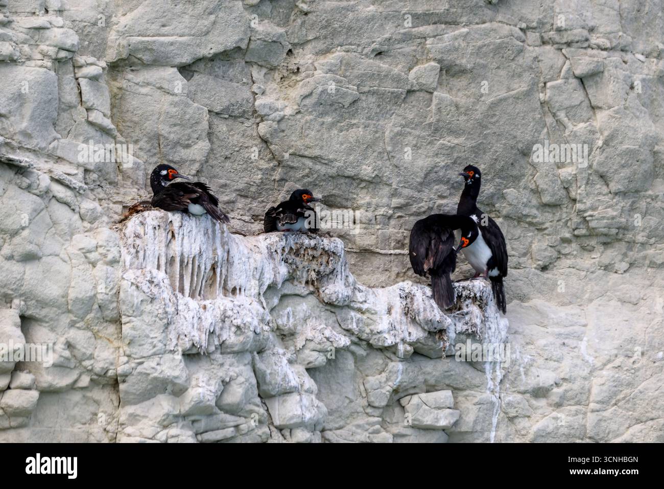 Un gruppo di cormorani dalle zampe rosse arroccati su una scogliera a strisce di guano lungo la costa della Patagonia, mostrando i loro caratteristici becchi e occhi rossi. Foto Stock