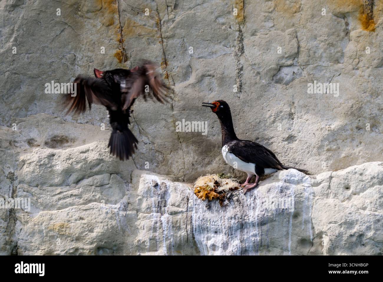 Un gruppo di cormorani dalle zampe rosse arroccati su una scogliera a strisce di guano lungo la costa della Patagonia, mostrando i loro caratteristici becchi e occhi rossi. Foto Stock