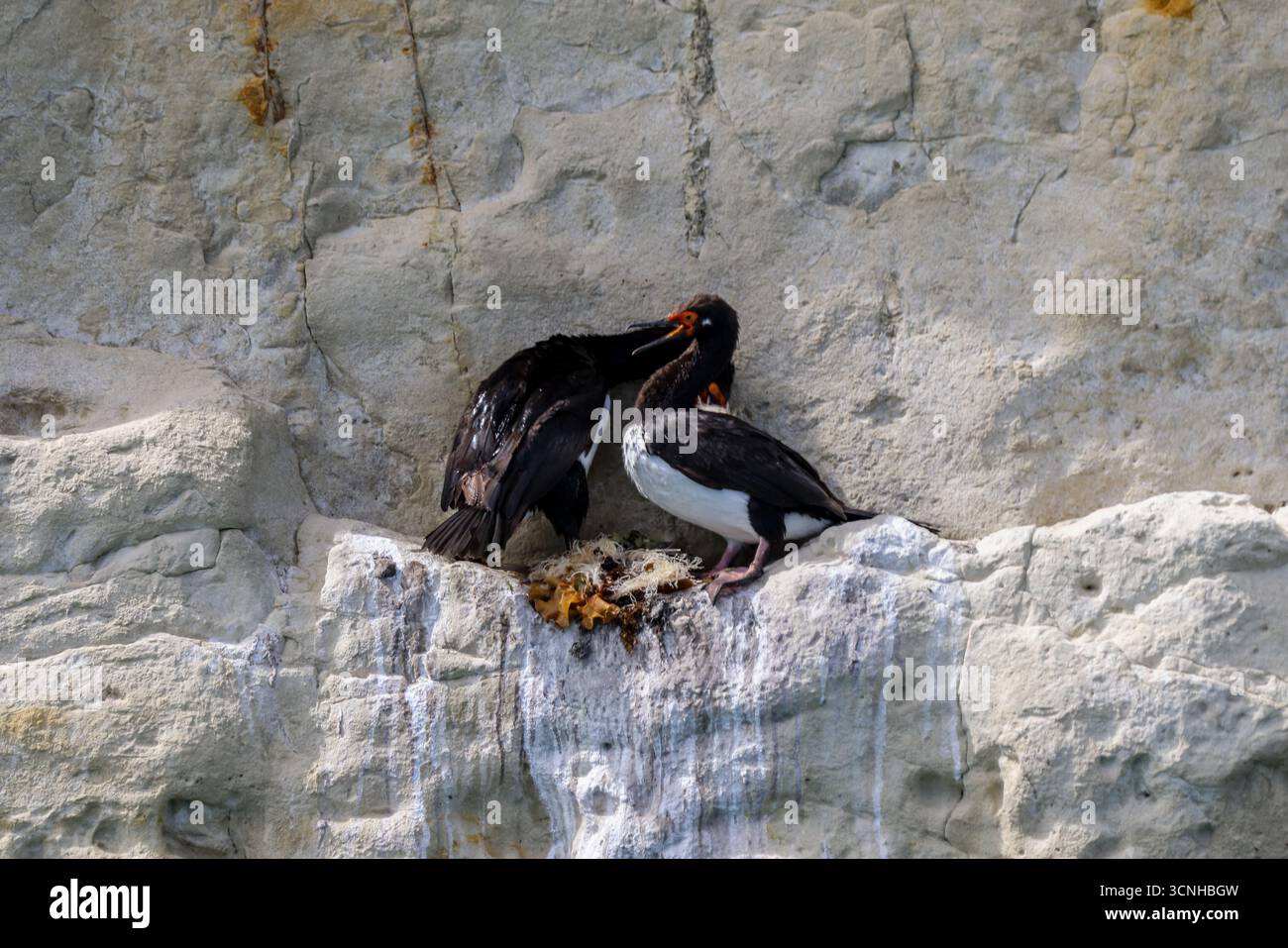 Un gruppo di cormorani dalle zampe rosse arroccati su una scogliera a strisce di guano lungo la costa della Patagonia, mostrando i loro caratteristici becchi e occhi rossi. Foto Stock