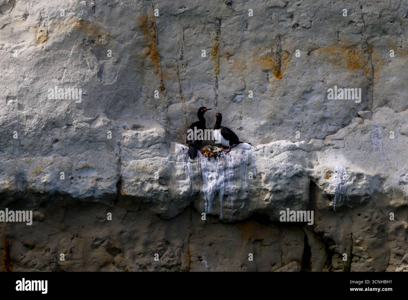 Un gruppo di cormorani dalle zampe rosse arroccati su una scogliera a strisce di guano lungo la costa della Patagonia, mostrando i loro caratteristici becchi e occhi rossi. Foto Stock