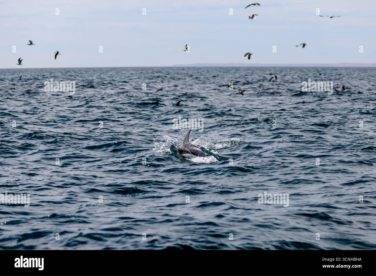 Un delfino oscuro (Lagenorhynchus obscurus) salta dalla superficie dell'Oceano Atlantico meridionale vicino alla costa della Patagonia, catturato a mezz'aria Foto Stock