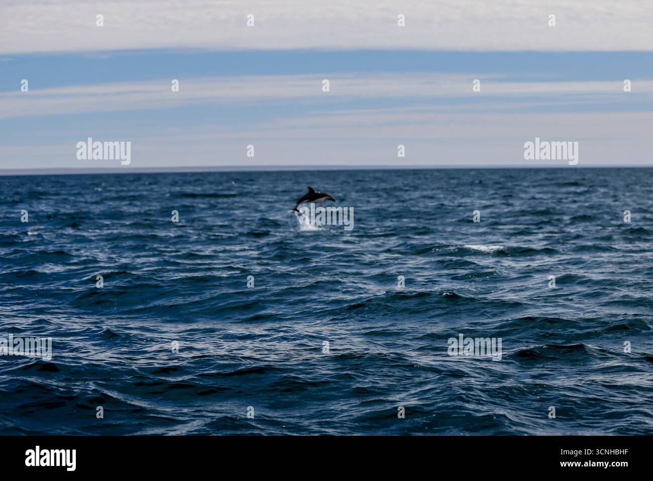 Un delfino oscuro (Lagenorhynchus obscurus) salta dalla superficie dell'Oceano Atlantico meridionale vicino alla costa della Patagonia, catturato a mezz'aria Foto Stock
