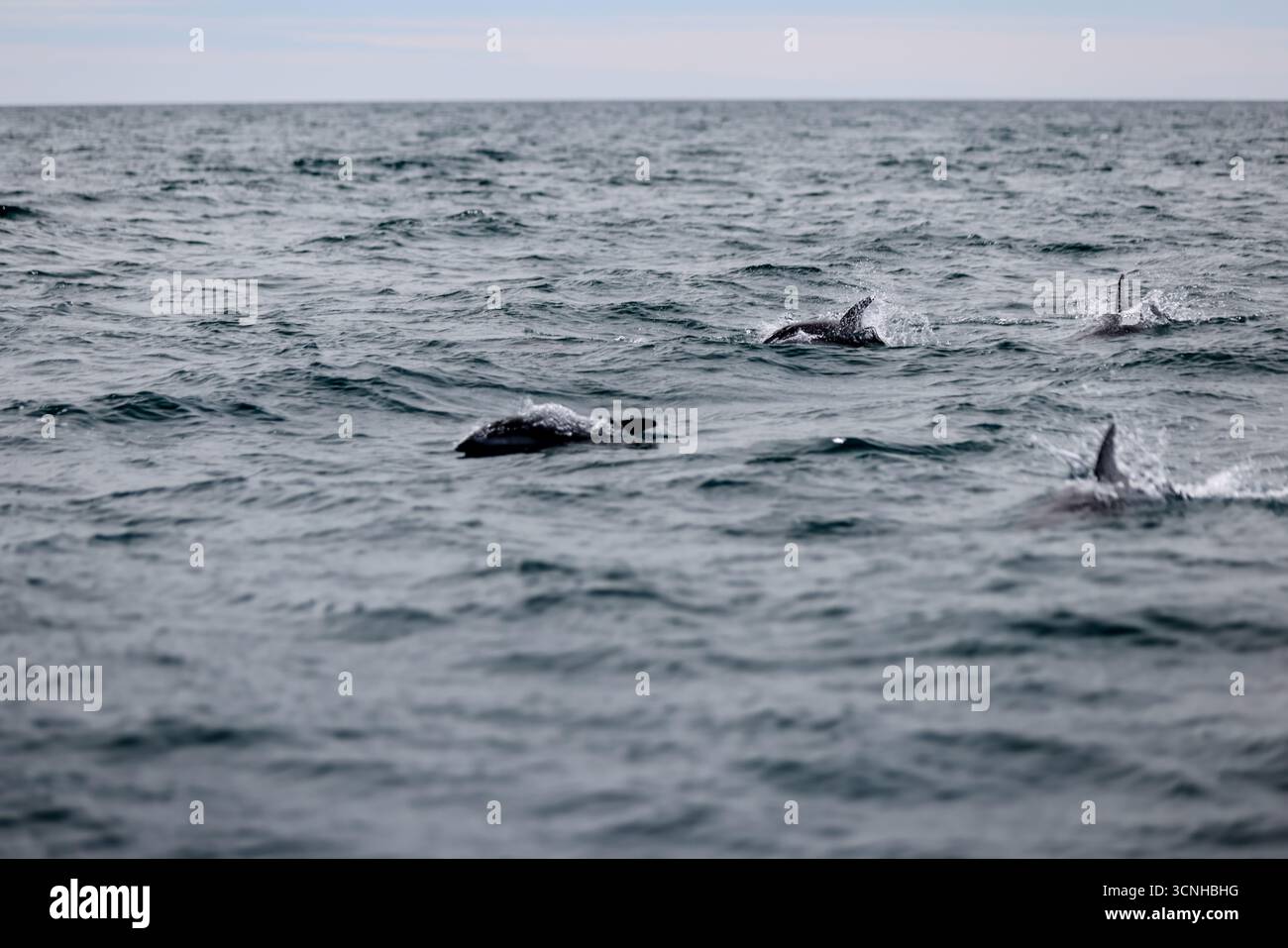 Un delfino oscuro (Lagenorhynchus obscurus) salta dalla superficie dell'Oceano Atlantico meridionale vicino alla costa della Patagonia, catturato a mezz'aria Foto Stock