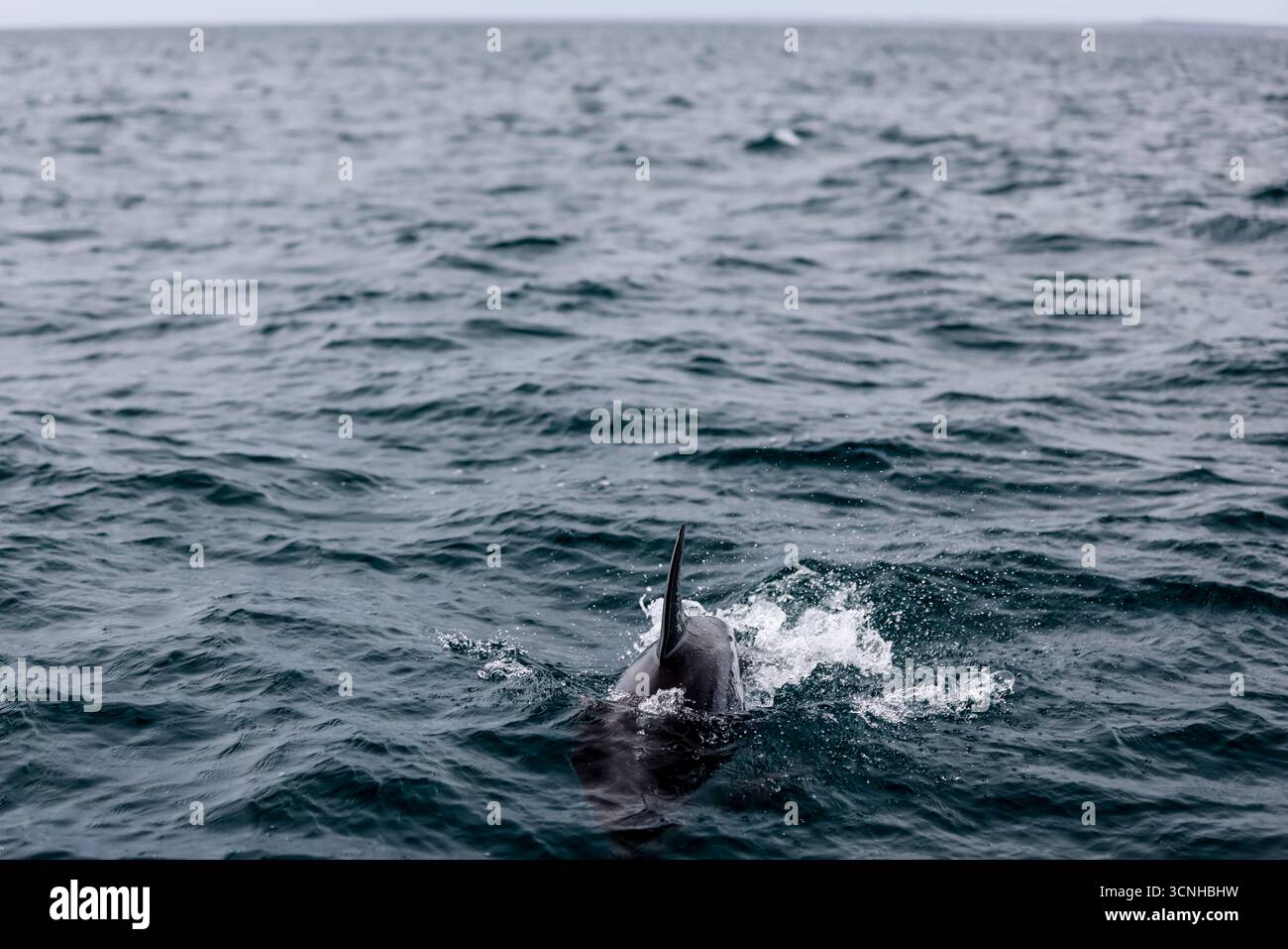 Un delfino oscuro (Lagenorhynchus obscurus) salta dalla superficie dell'Oceano Atlantico meridionale vicino alla costa della Patagonia, catturato a mezz'aria Foto Stock