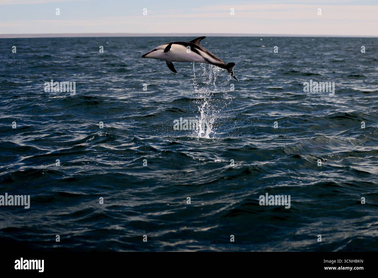 Un delfino oscuro (Lagenorhynchus obscurus) salta dalla superficie dell'Oceano Atlantico meridionale vicino alla costa della Patagonia, catturato a mezz'aria Foto Stock
