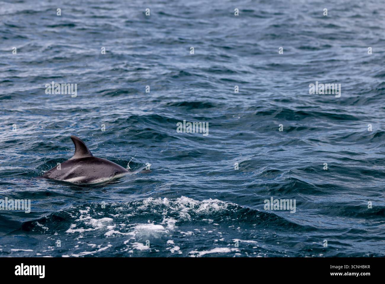 Un delfino oscuro (Lagenorhynchus obscurus) salta dalla superficie dell'Oceano Atlantico meridionale vicino alla costa della Patagonia, catturato a mezz'aria Foto Stock