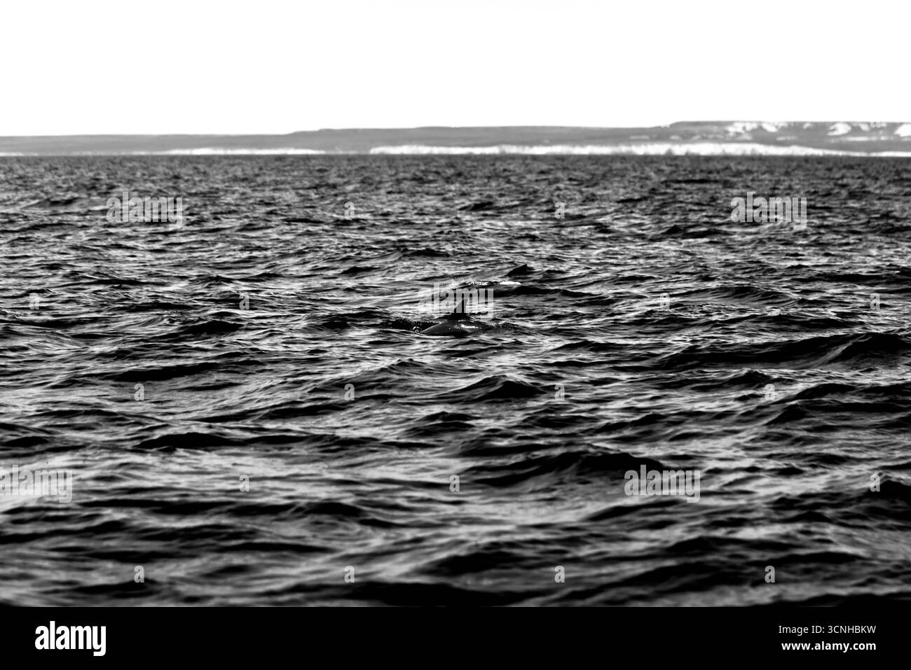 Un delfino oscuro (Lagenorhynchus obscurus) salta dalla superficie dell'Oceano Atlantico meridionale vicino alla costa della Patagonia, catturato a mezz'aria Foto Stock