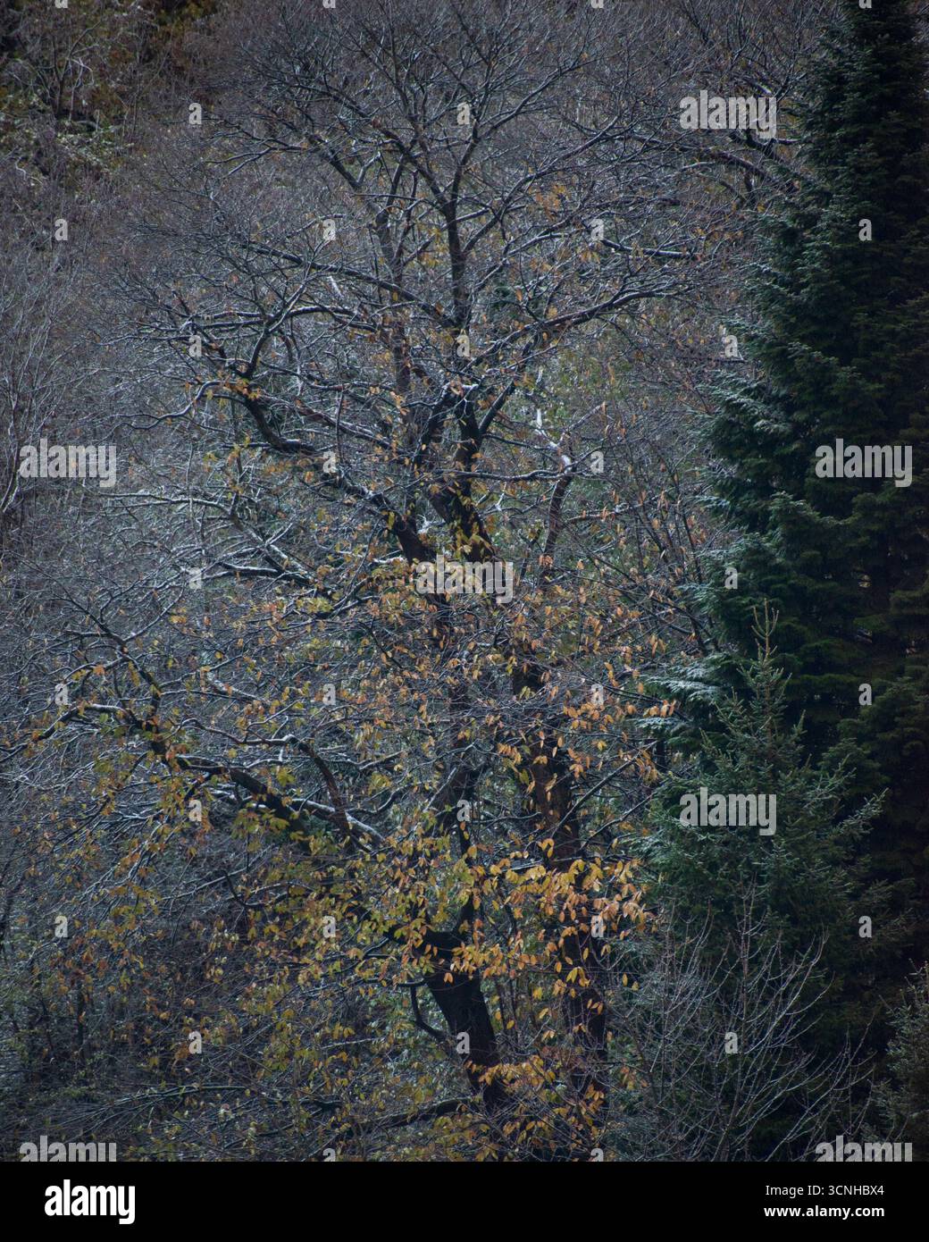 Winter Forest Collage con rami smerigliati e Evergreen Pine Foto Stock