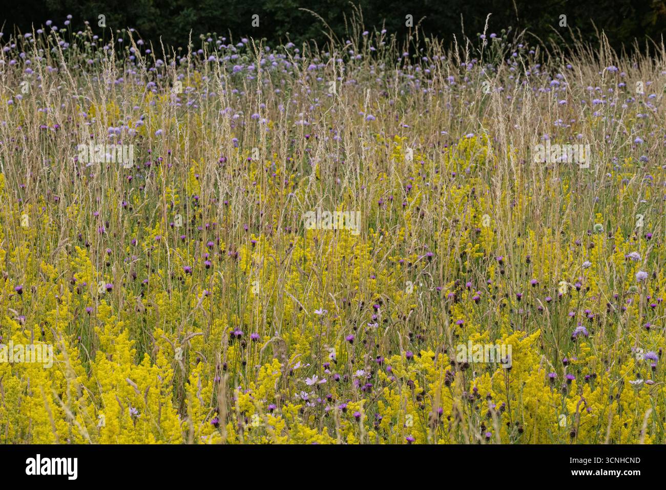 Field Scabious , Common Knapweed e Lady's Bedstraw in una profusione di viola e giallo in un prato di fiori selvatici . Suffolk Regno Unito Foto Stock